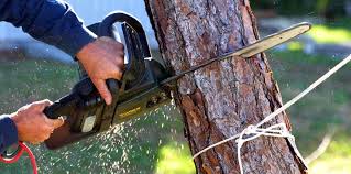 Best Leaf Removal  in Munfordville, KY