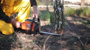 Best Lawn Maintenance Plans  in Munfordville, KY