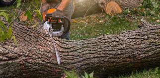 Best Commercial Tree Services  in Munfordville, KY