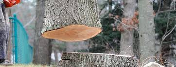 How Our Tree Care Process Works  in  Munfordville, KY