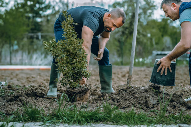 Best Fruit Tree Pruning  in Munfordville, KY