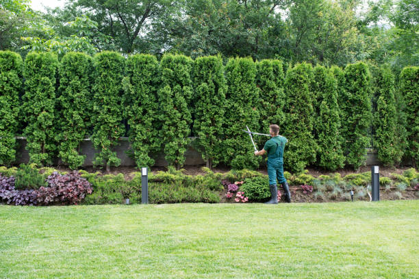 Best Sod Installation  in Munfordville, KY