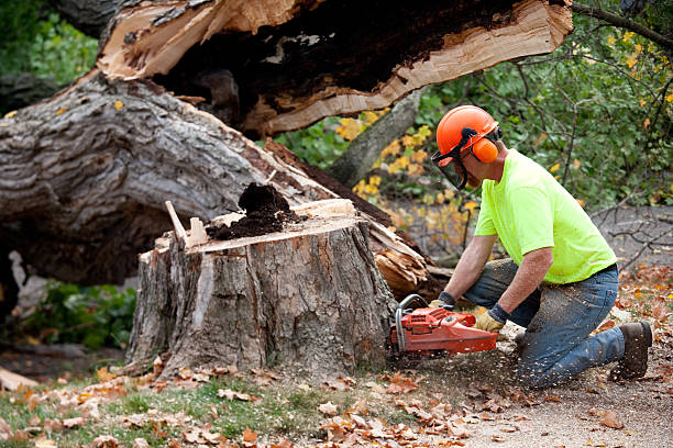 Best Root Management and Removal  in Munfordville, KY