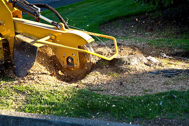 Best Lawn Mowing  in Munfordville, KY