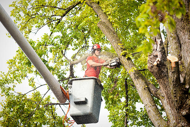 Best Tree and Shrub Care  in Munfordville, KY