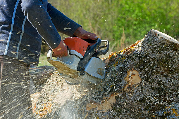  Munfordville, KY Tree Services Pros