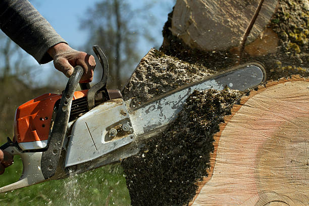 Best Tree Mulching  in Munfordville, KY